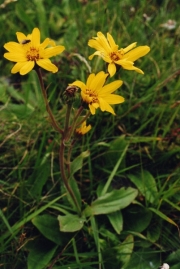 fleursvosges001