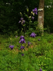 fleursvosges002