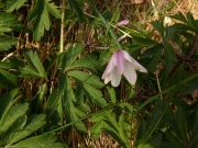 fleursvosges003