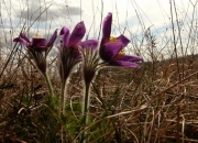 fleursvosges004