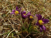 fleursvosges005