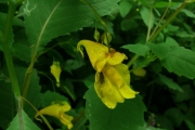 fleursvosges007