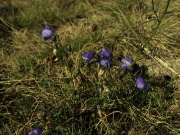 fleursvosges008