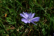 fleursvosges009