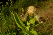fleursvosges010