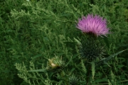 fleursvosges011