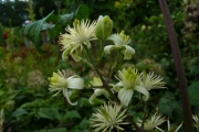 fleursvosges012