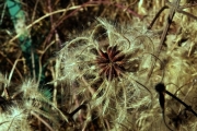 fleursvosges013