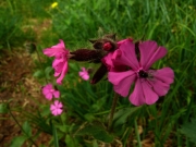 fleursvosges014