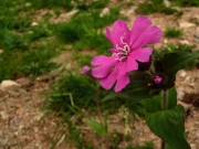 fleursvosges015