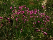 fleursvosges016