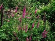 fleursvosges017