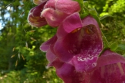 fleursvosges018