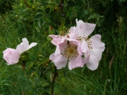 fleursvosges020