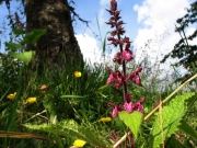 fleursvosges021