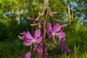fleursvosges022