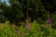 fleursvosges023