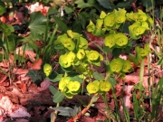 fleursvosges024