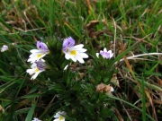 fleursvosges025