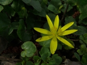 fleursvosges027
