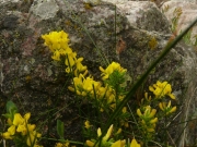 fleursvosges028