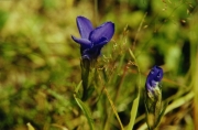 fleursvosges030