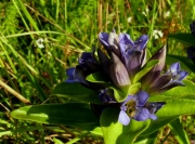 fleursvosges031