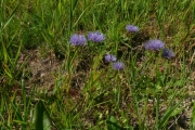 fleursvosges032