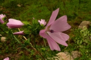 fleursvosges033