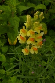fleursvosges036