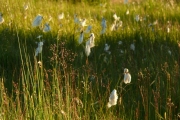 fleursvosges037