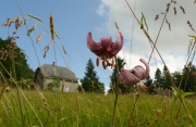 fleursvosges038