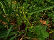 fleursvosges040