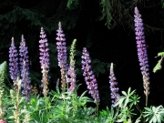 fleursvosges042