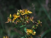 fleursvosges043