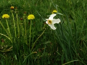 fleursvosges046
