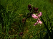 fleursvosges048