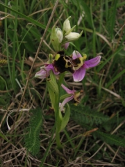 fleursvosges051