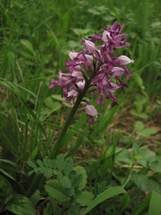 fleursvosges053
