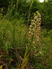 fleursvosges055