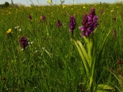 fleursvosges057