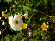 fleursvosges058