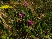 fleursvosges059