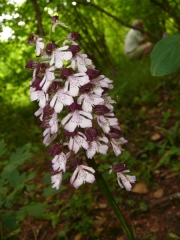 fleursvosges060