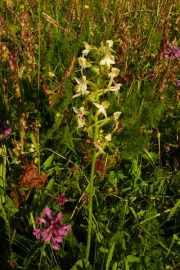fleursvosges061