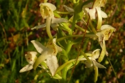 fleursvosges062