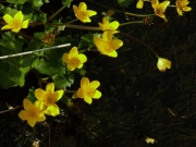 fleursvosges063