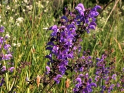 fleursvosges064