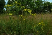 fleursvosges065