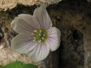 fleursvosges066